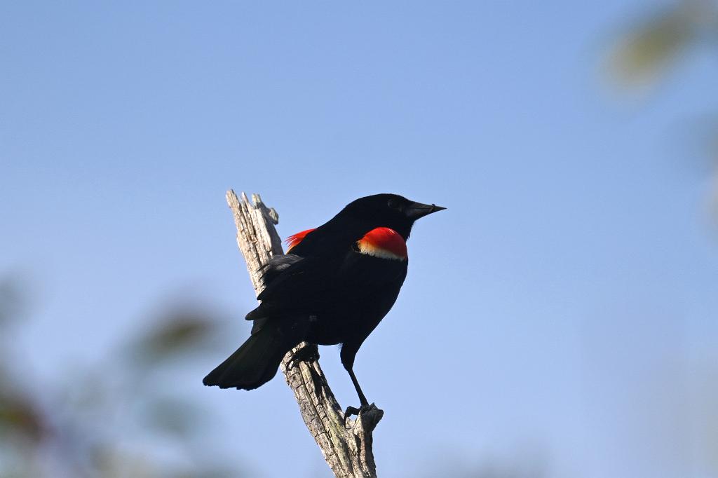 Blackbird, Red-winged, 2025-05087597 Parker River NWR, MA.JPG - Red-winged Blackbird. Parker River National Wildlife Refuge, MA, 5-8-2025